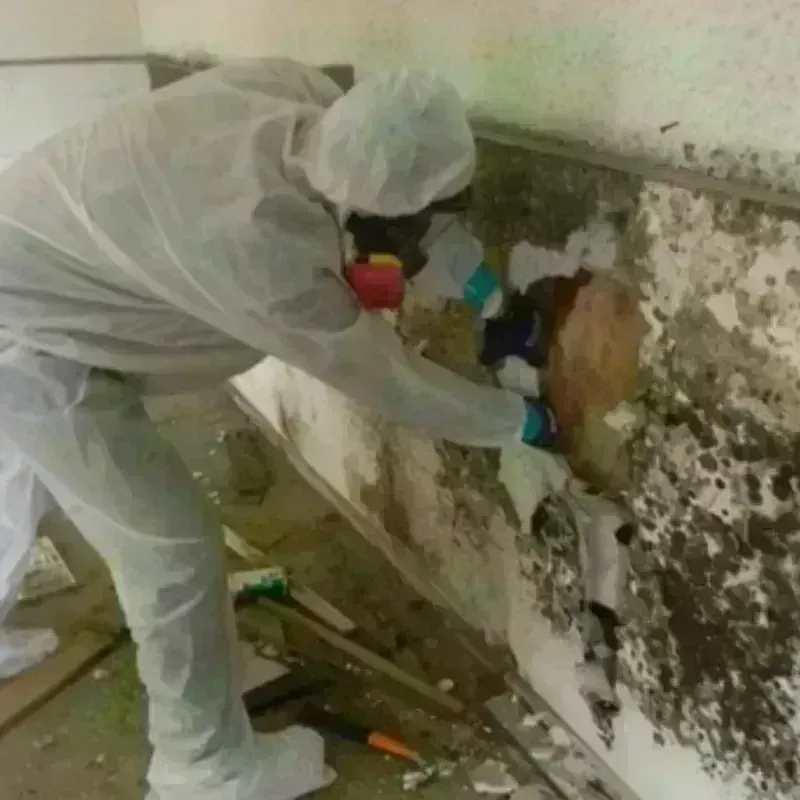 Mold Remediation and Removal in Canby, OR